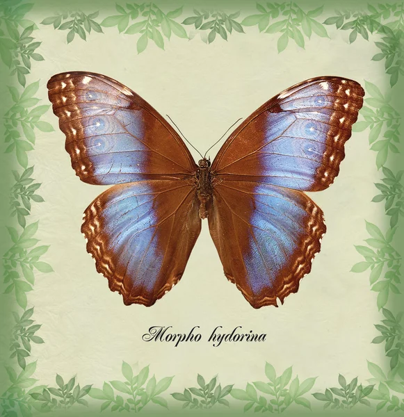 Morpho_hydorina