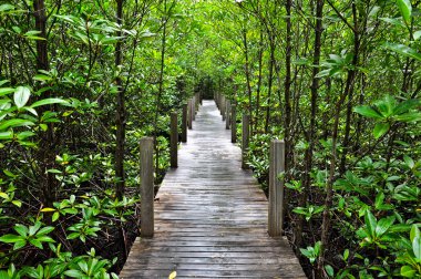 mangrov orman boardwalk