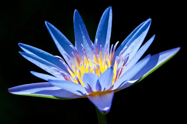 stock image Water Lily on black background