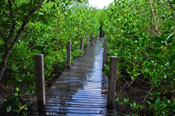 Paseo marítimo del bosque de manglares — Foto de Stock