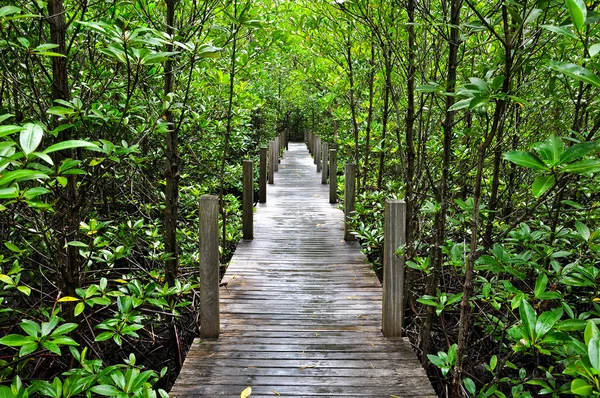 stock image Mangrove forest Boardwalk