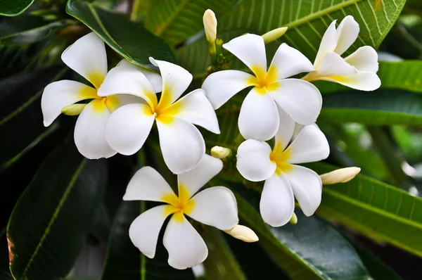 Білий Живці квітів — стокове фото