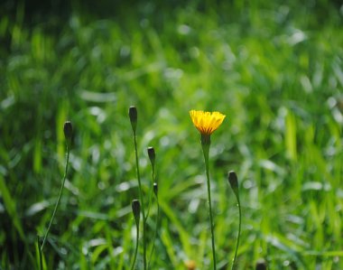 İlk açılış Tragopogon