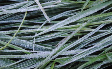 çimenlerin üzerinde hoarfrost