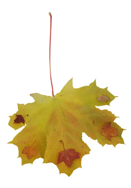 Maple and oak leaves — Stock Photo, Image