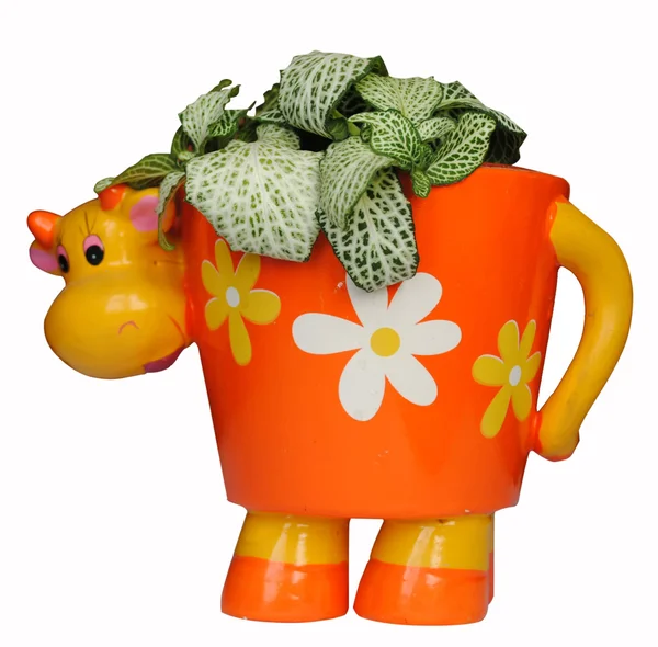 Pot de fleurs en forme de vache avec fittonia dedans — Photo
