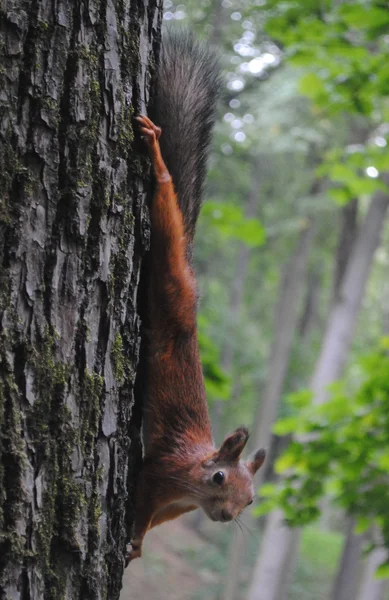 stock image Squirrel