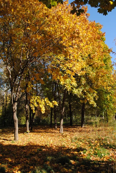 stock image Maple forest