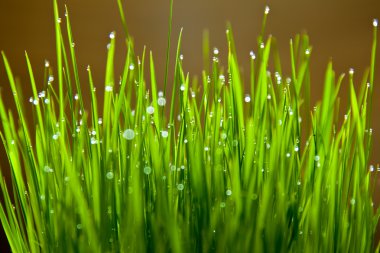 Wet blades of wheat grass clipart