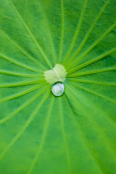 stock image Waterproof on a leaf