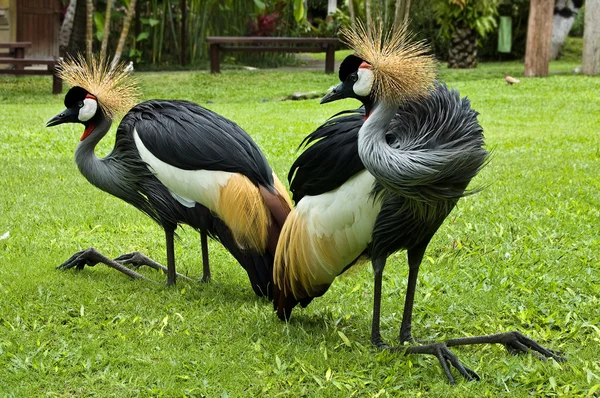 stock image Crowned crane