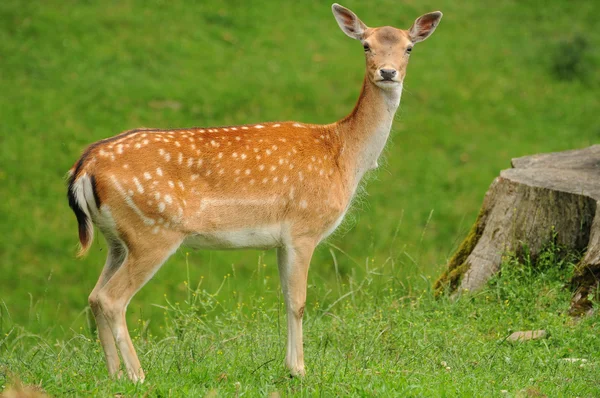 stock image Young female deer