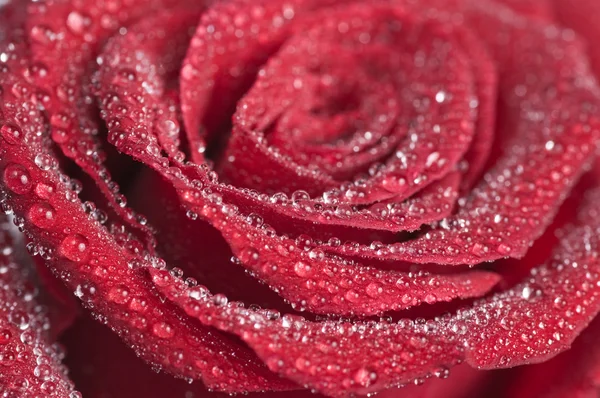 Stock image Red rose close-up