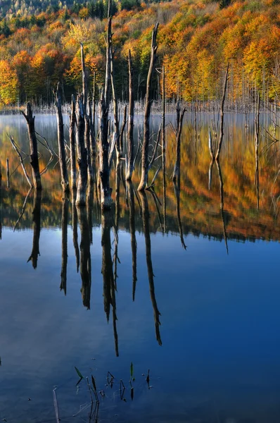 Mooie herfst uitzicht op het meer — Stockfoto