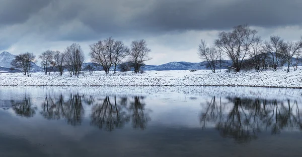 Ağaçlar — Stok fotoğraf