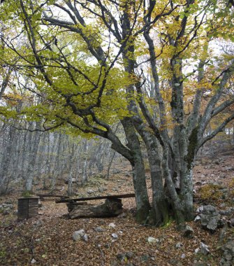 ahşap ağaçlarda sonbahar Wood, sarı sis kalkıyor