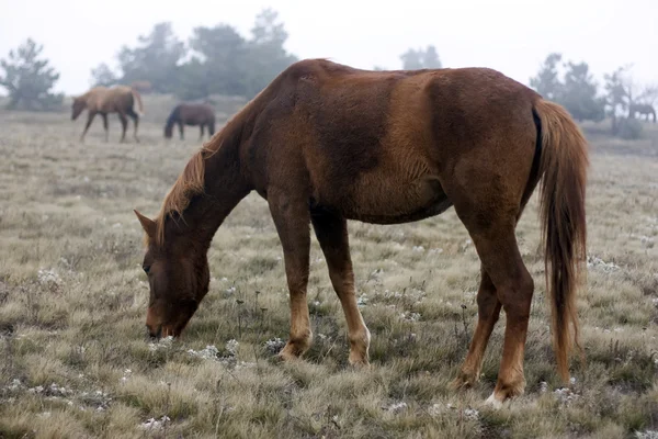 马被放牧在牧场 一匹马在雾中 — 图库照片