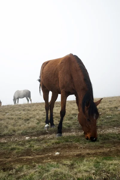 一群马在秋雾中吃草 — 图库照片
