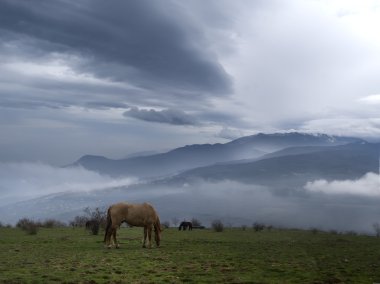 Çayırda otlayan at sürüsü.