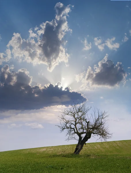 Stock image Single tree standing in the field