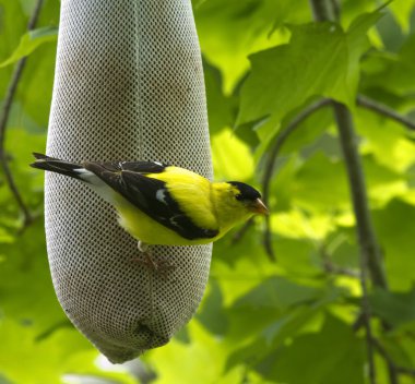 American Goldfinch (Carduelis tristis) clipart