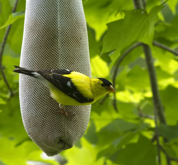 stock image American Goldfinch (Carduelis tristis)