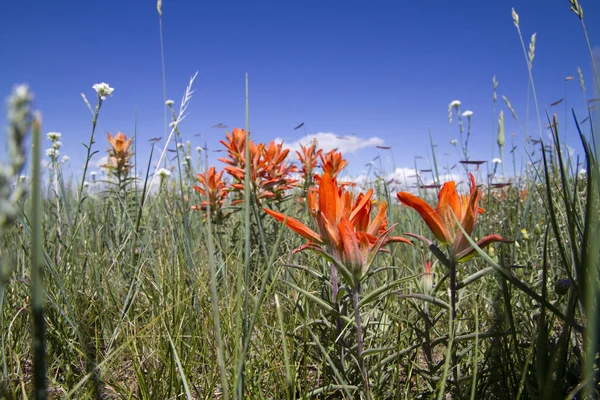 コロラド州の野生の花 ロイヤリティフリーのストック写真