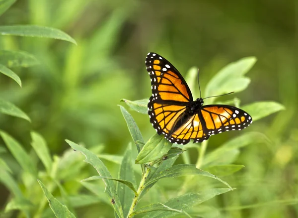 Бабочка-монарх Лицензионные Стоковые Фото