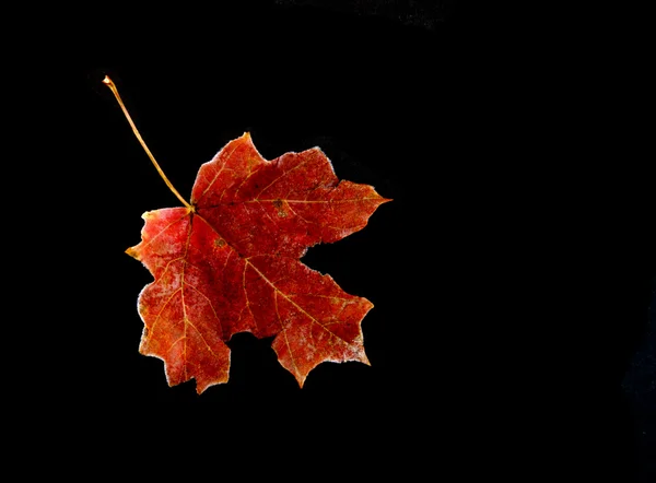 Red Maple Leaf — Stock Photo, Image