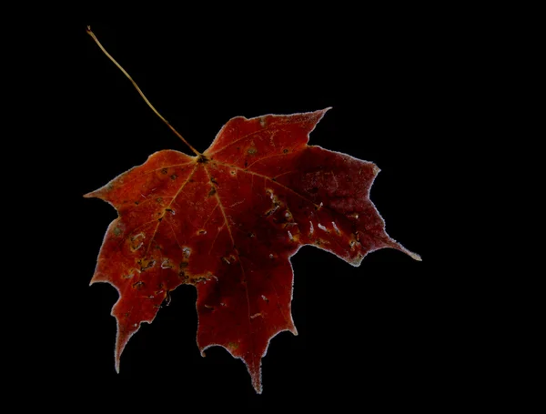 Red Maple Leaf — Stock Photo, Image