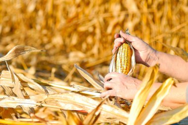Harvesting a corn clipart