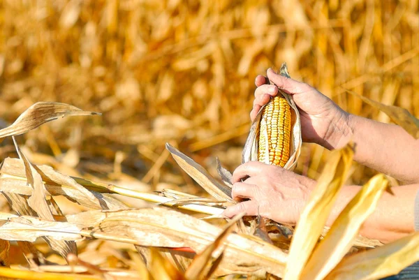 Cosechando un maíz —  Fotos de Stock