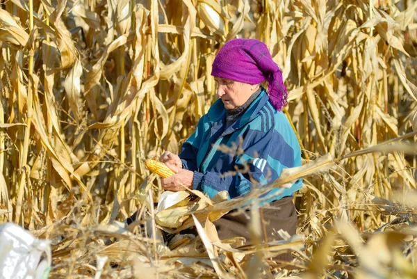 köylü kadın corncobs hasat