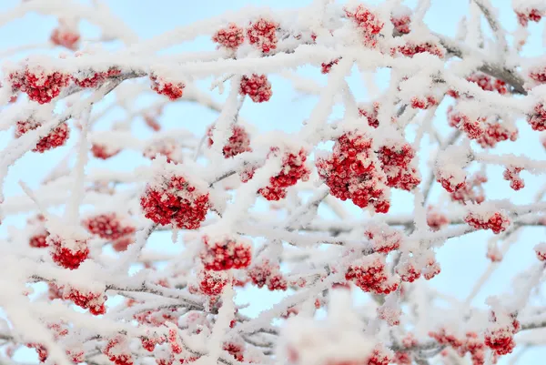 The branches of ashberry under snow like sweeties — Stock Image The branches of ashberry under snow like sweeties Stock Photo
