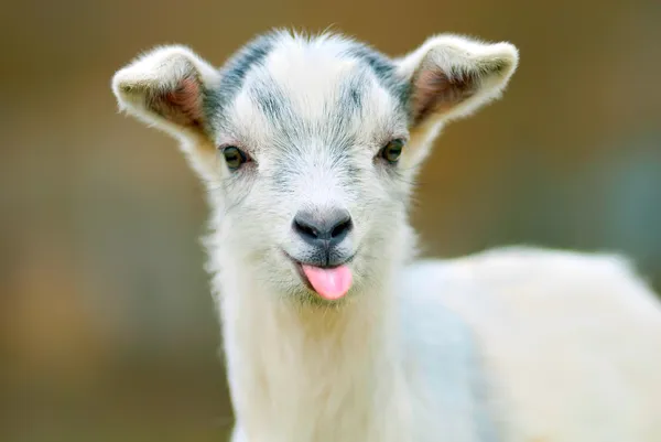 Funny goat puts out its tongue — Stock Photo, Image
