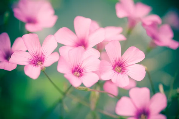 stock image Pink flower