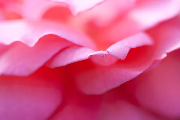 stock image Pink flower macro