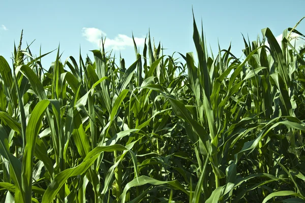 stock image Corn field