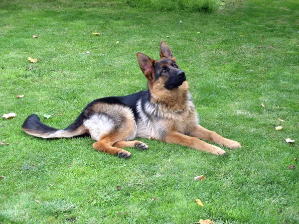 Police dog (German shepherd dog) Stock Photo