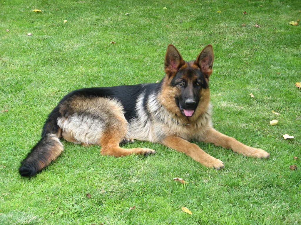 Police dog (German shepherd dog) — Stock Photo © Antyelya #3961588