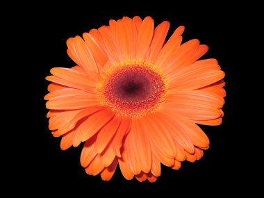 siyah gerbera