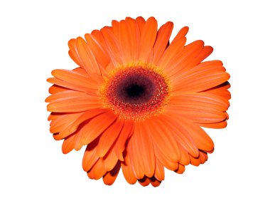 Gerbera op witte