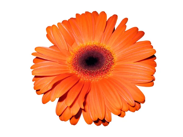 stock image Gerbera on white