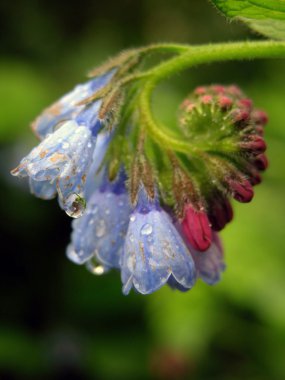 Comfrey.