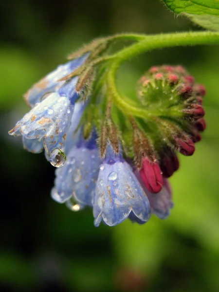 stock image Comfrey