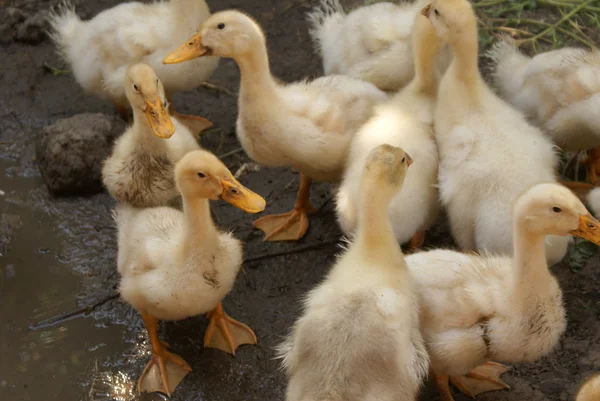 stock image Duckling