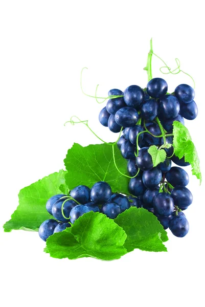 Two ripe bunches of grapes with leaves and a mustache — Stock Photo, Image