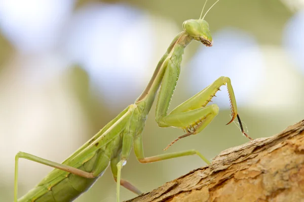 Praying mantis stalking een bug Stockfoto