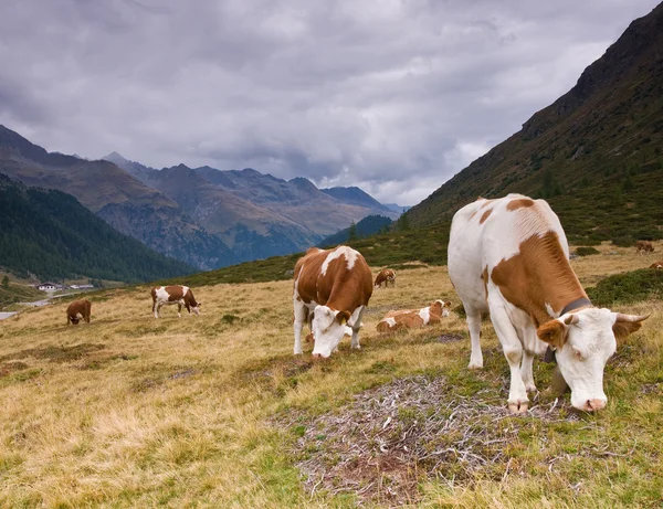 stock image Cows on alpine field