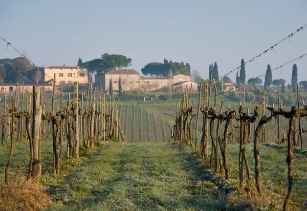 Winogrona in Toskania — Zdjęcie stockowe